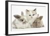 Colourpoint Kitten with Two Baby Rabbits-Mark Taylor-Framed Photographic Print