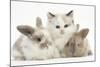 Colourpoint Kitten with Two Baby Rabbits-Mark Taylor-Mounted Photographic Print