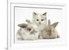 Colourpoint Kitten with Two Baby Rabbits-Mark Taylor-Framed Photographic Print