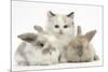 Colourpoint Kitten with Two Baby Rabbits-Mark Taylor-Mounted Photographic Print