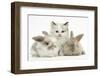 Colourpoint Kitten with Two Baby Rabbits-Mark Taylor-Framed Photographic Print