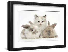 Colourpoint Kitten with Two Baby Rabbits-Mark Taylor-Framed Photographic Print