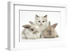 Colourpoint Kitten with Two Baby Rabbits-Mark Taylor-Framed Photographic Print