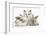 Colourpoint Kitten with Two Baby Rabbits-Mark Taylor-Framed Photographic Print