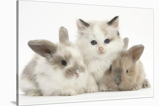 Colourpoint Kitten with Two Baby Rabbits-Mark Taylor-Stretched Canvas