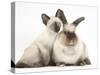 Colourpoint Rabbit and Siamese Kitten, 10 Weeks-Mark Taylor-Stretched Canvas