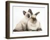 Colourpoint Rabbit and Siamese Kitten, 10 Weeks-Mark Taylor-Framed Photographic Print