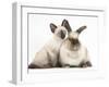 Colourpoint Rabbit and Siamese Kitten, 10 Weeks-Mark Taylor-Framed Photographic Print