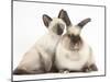 Colourpoint Rabbit and Siamese Kitten, 10 Weeks-Mark Taylor-Mounted Photographic Print