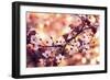 Colours of Springtime-Incredi-Framed Photographic Print