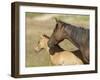 Colt in Mothers Shadow.-gjphotography-Framed Photographic Print