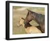 Colt in Mothers Shadow.-gjphotography-Framed Photographic Print