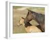 Colt in Mothers Shadow.-gjphotography-Framed Photographic Print
