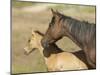 Colt in Mothers Shadow.-gjphotography-Mounted Photographic Print