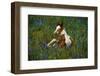 Colt Resting Among Bluebonnets-Darrell Gulin-Framed Photographic Print