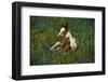 Colt Resting Among Bluebonnets-Darrell Gulin-Framed Photographic Print