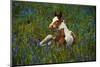 Colt Resting Among Bluebonnets-Darrell Gulin-Mounted Photographic Print