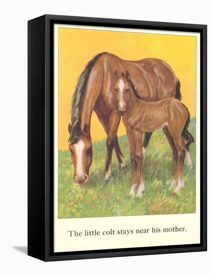 Colt Stays Near Mother-null-Framed Stretched Canvas