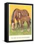 Colt Stays Near Mother-null-Framed Stretched Canvas