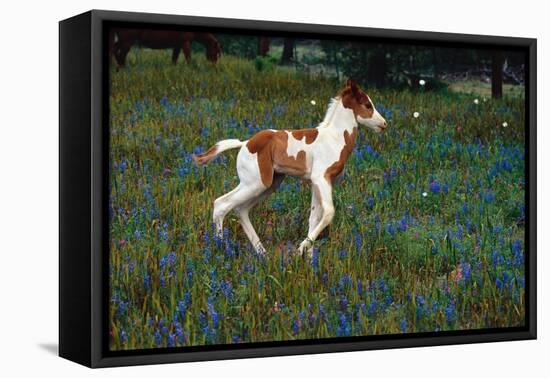 Colt Trotting Among Bluebonnets-Darrell Gulin-Framed Stretched Canvas