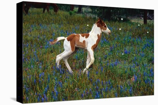 Colt Trotting Among Bluebonnets-Darrell Gulin-Stretched Canvas