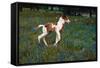 Colt Trotting Among Bluebonnets-Darrell Gulin-Framed Stretched Canvas