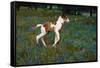 Colt Trotting Among Bluebonnets-Darrell Gulin-Framed Stretched Canvas