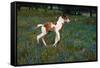 Colt Trotting Among Bluebonnets-Darrell Gulin-Framed Stretched Canvas