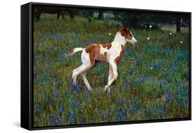 Colt Trotting Among Bluebonnets-Darrell Gulin-Framed Stretched Canvas