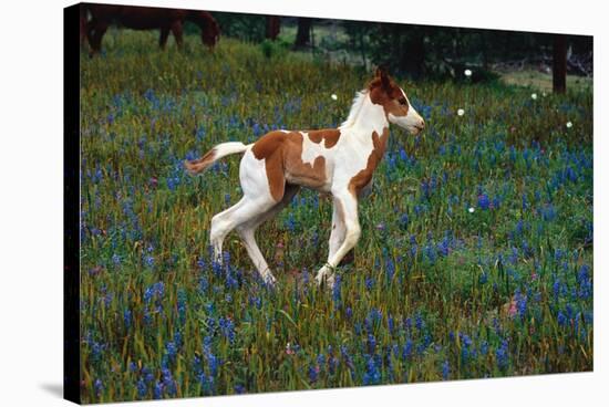 Colt Trotting Among Bluebonnets-Darrell Gulin-Stretched Canvas