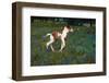 Colt Trotting Among Bluebonnets-Darrell Gulin-Framed Premium Photographic Print