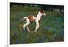 Colt Trotting Among Bluebonnets-Darrell Gulin-Framed Photographic Print