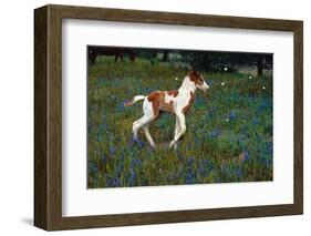 Colt Trotting Among Bluebonnets-Darrell Gulin-Framed Photographic Print