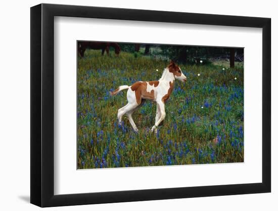 Colt Trotting Among Bluebonnets-Darrell Gulin-Framed Photographic Print