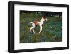 Colt Trotting Among Bluebonnets-Darrell Gulin-Framed Photographic Print