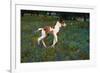 Colt Trotting Among Bluebonnets-Darrell Gulin-Framed Photographic Print