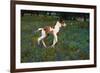 Colt Trotting Among Bluebonnets-Darrell Gulin-Framed Photographic Print