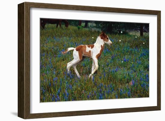 Colt Trotting Among Bluebonnets-Darrell Gulin-Framed Photographic Print