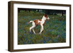 Colt Trotting Among Bluebonnets-Darrell Gulin-Framed Photographic Print