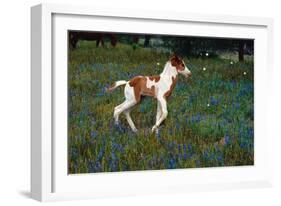 Colt Trotting Among Bluebonnets-Darrell Gulin-Framed Photographic Print