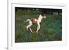 Colt Trotting Among Bluebonnets-Darrell Gulin-Framed Photographic Print