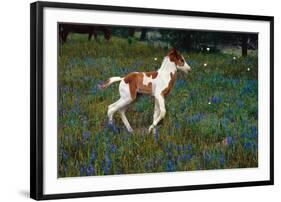 Colt Trotting Among Bluebonnets-Darrell Gulin-Framed Photographic Print