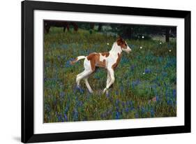 Colt Trotting Among Bluebonnets-Darrell Gulin-Framed Photographic Print