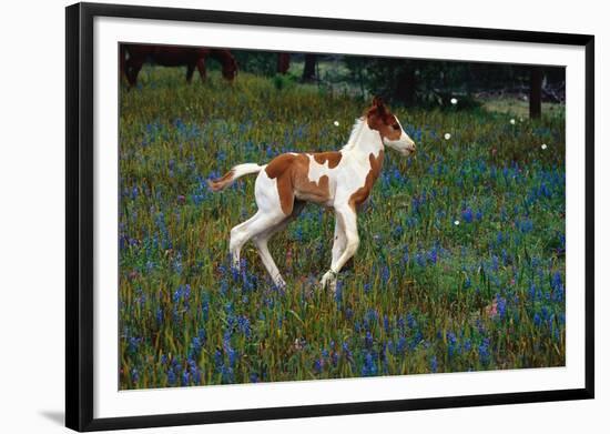 Colt Trotting Among Bluebonnets-Darrell Gulin-Framed Photographic Print