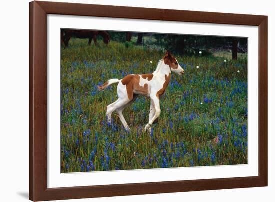 Colt Trotting Among Bluebonnets-Darrell Gulin-Framed Photographic Print