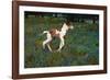 Colt Trotting Among Bluebonnets-Darrell Gulin-Framed Photographic Print