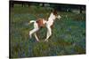 Colt Trotting Among Bluebonnets-Darrell Gulin-Stretched Canvas