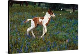 Colt Trotting Among Bluebonnets-Darrell Gulin-Stretched Canvas