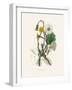 Coltsfoot (Tussilago Farfara) Medical Botany-John Stephenson and James Morss Churchill-Framed Photographic Print