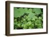 Coltsfoot - Woodruff Herbs Growing in a Deciduous Forest, Morske Oko Reserve, East Slovakia, Europe-Wothe-Framed Photographic Print